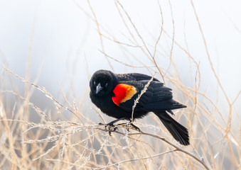 Red Winged Blackbird
