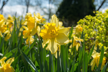 Yellow Tulip Flower Spring