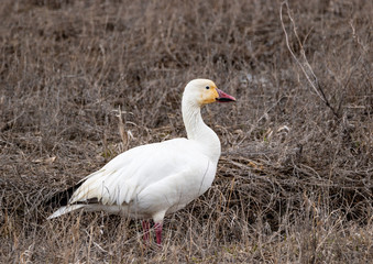 Snow Goose
