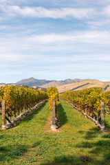 Fototapeta na wymiar New Zealand vineyard landscape in autumn colours with copy space