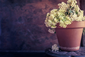 Japanese philosophy Wabi Sabi background. White small flowers with falling petals in a brown clay pot on vintage rusty metal background. selective focus