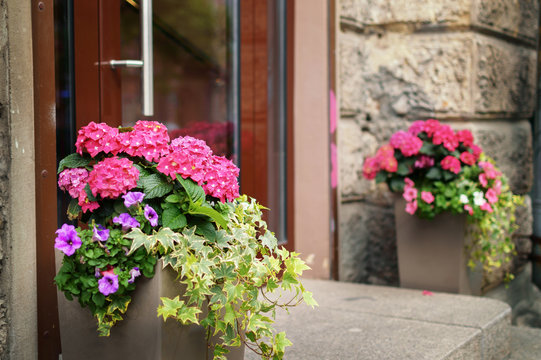 Plants And Flowers In Pots On A Doorstep Leading To A Garden Or Patio.