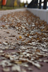 Colchon de hojas de otoño