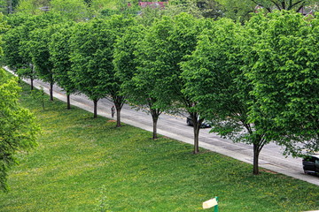 tree, nature, landscape, park, trees, green, grass, garden, summer, road, path, forest, spring, sky, field, country, alley, countryside, blue, meadow, rural, plant, leaves, panorama, wood
