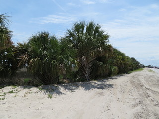 wunderschöne Palmen am Strand im Nordwesten Floridas