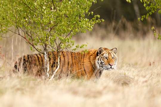 Sibirischer Tiger hinter Birke
