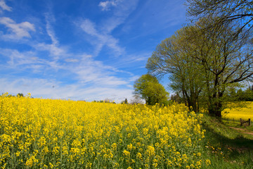 Landscape French Limousin with rape seed
