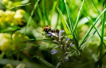 Eine Hummel auf einer Wiesenblume