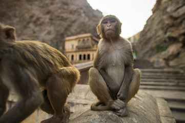 Portrait of a young macaque monkey sitting on a wall during the sunset. Galta Ji Jaipur Monkey Temple in the background. Jaipur, India.