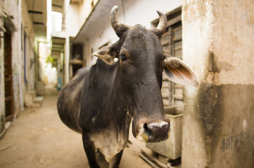 Portrait of a black cow walking quietly among the alleys of Varanasi, India.