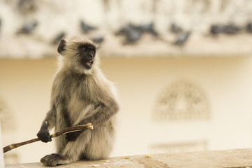 A little gray langur monkey he is chewing a branch of a tree during the sunset sitting on a ledge of a temple in Jaipur.