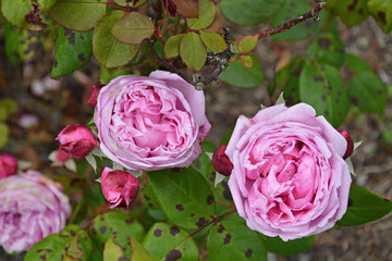 Beautiful pink roses in Golden Gate Park