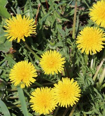 Yellow Dandelions