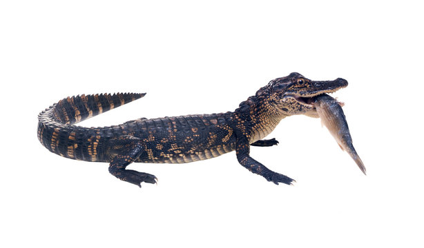 A young American alligator with fish in his teeth. Isolated on white background