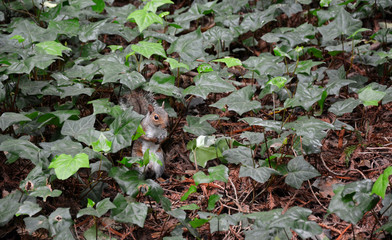 Curious gray squirrel in the middle of the green leaves at Golden Gate Park.