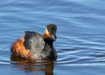 Eared (Black Necked) Grebe