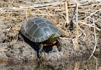 Painted Turtle