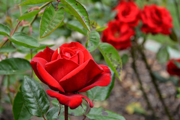 Beautiful red rose in Golden Gate Park