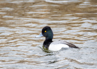 Lesser Scaup
