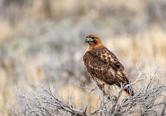 Red Tailed Hawk