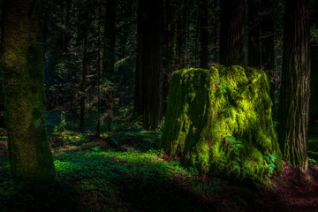 Fototapeta premium Old Tree Stump
