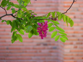 Pink flower on tree branch. Tree branch with beautiful flower