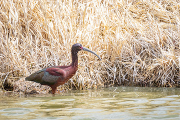 White Faced Ibis