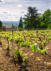 Fototapeta na wymiar Early spring light green leaves of vineyards in Champagne region, France
