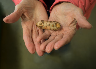 Elderly Woman Holding Fresh Tumeric Root in her wrinkled hands. Photographed with a shallow depth of field. 