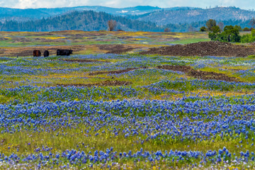 North Table Mountain