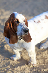 Basset Hound puppy female close-up. Off-leash dog park in California.