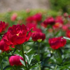 Obraz premium 日ゃシャクヤク