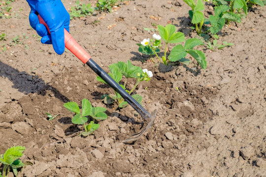 Woman's hand with small garden rake and dressed in a blue glove is loosening soil around the strawberry bush