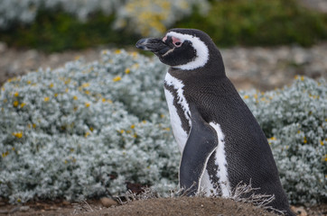 Magellan Penguin at the Cerro Otway colony, Punta Arenas, Chile