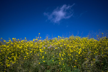 Wild Mustard