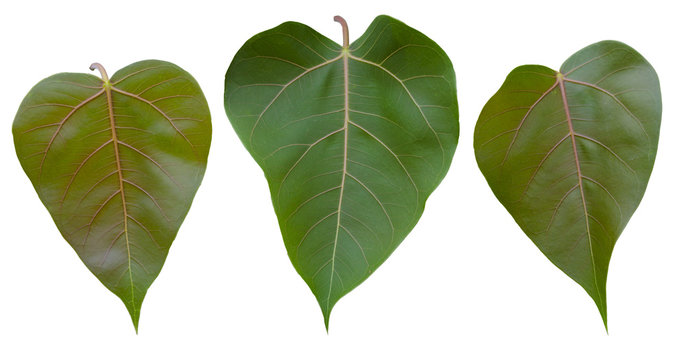 Green bothi leaf isolated on white background.