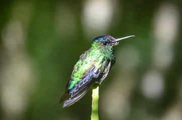 A Hummingbird resting on a branch