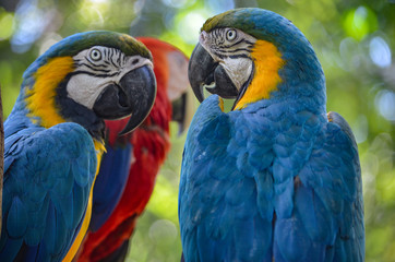 Blue, Yellow and Red Macaws in the Amazon rainforest