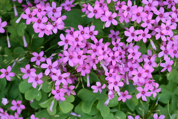 Obraz premium Pink sorrel