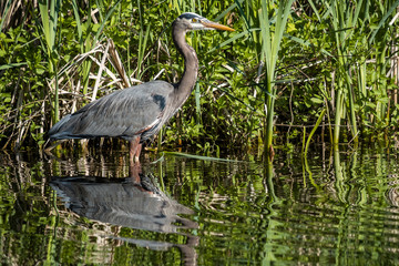 great blue heron fishing in the pond besides long grasses with reflection on the water surface