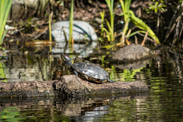 Naklejka na ściany i meble turtle sun bathing under the sun on a floating wood in the pond