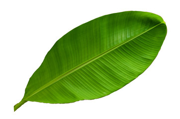 Tree Banana Leaf Isolated On White / clipping path