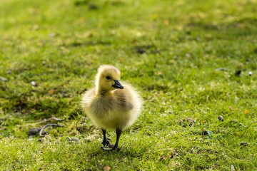 cute yellow gosling walking around grass field under the sun