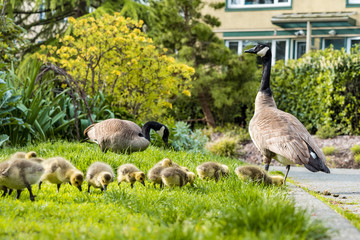 flock of cute yellow goslings walking around grass field under the sun with their parents