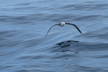 Black-browed Albatross, Scotia Sea, Antarctic