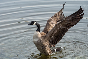 Canada goose flipping its wings in the river ready to take off