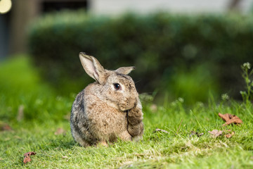 brown rabbit licking its own feet on a grassy field