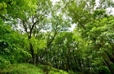 新緑の林や野原