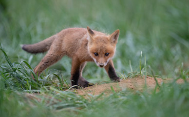 Red Fox Kit