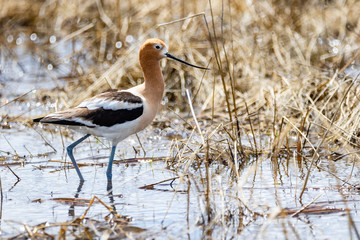 American Avocet